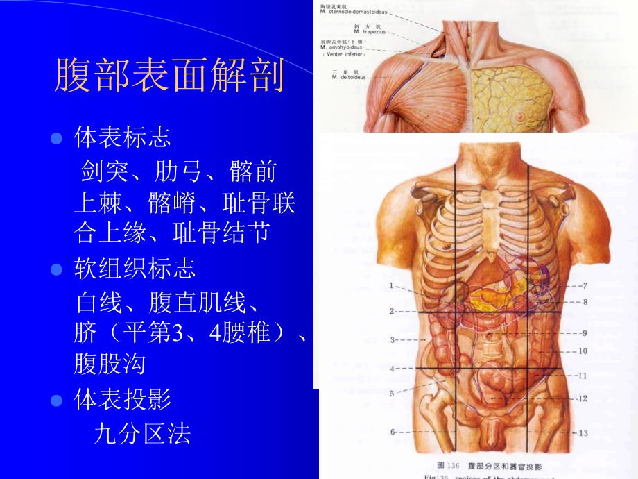 成腹壁4ppt课件_第3页