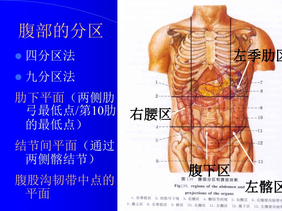 成腹壁4ppt课件_第4页