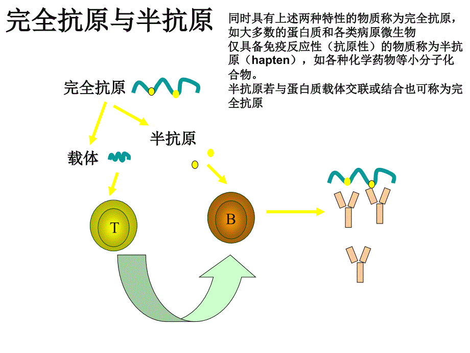 食品免疫学抗原_第3页