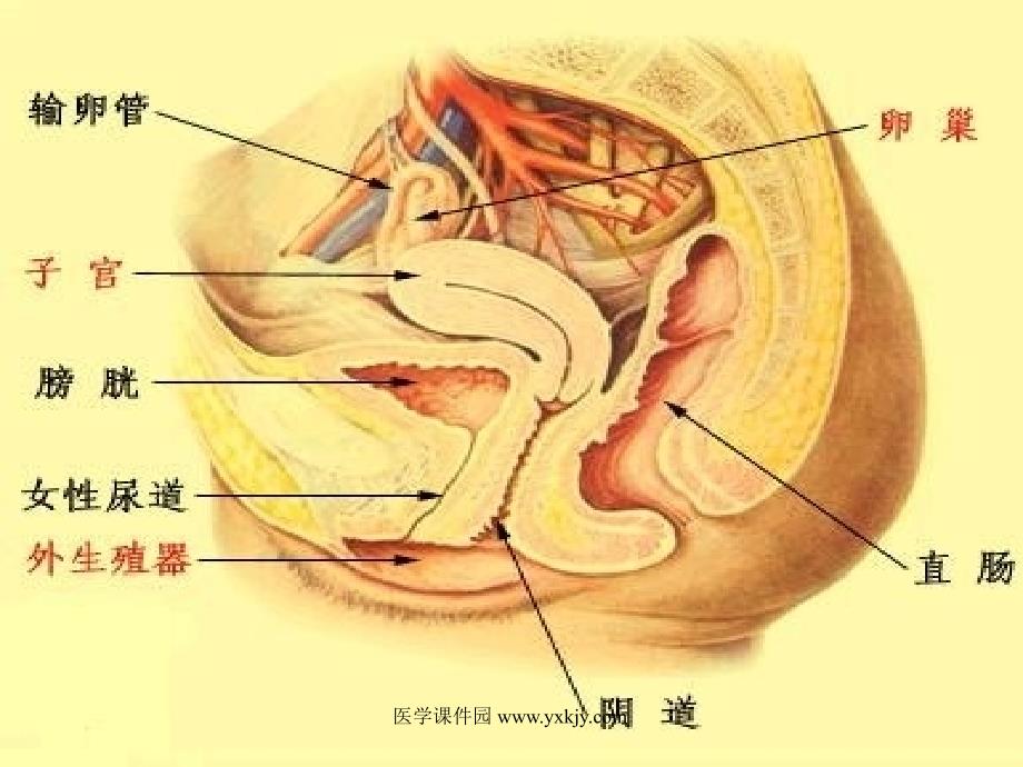 妇科疾病超声诊断ppt课件_第4页