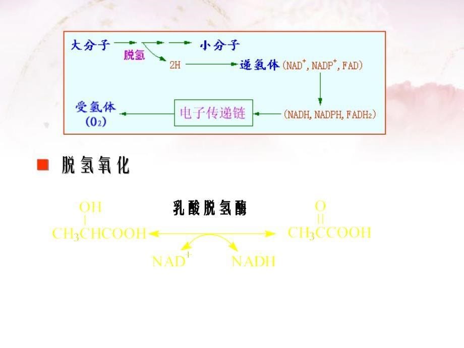 第五章生物氧化课件_第5页