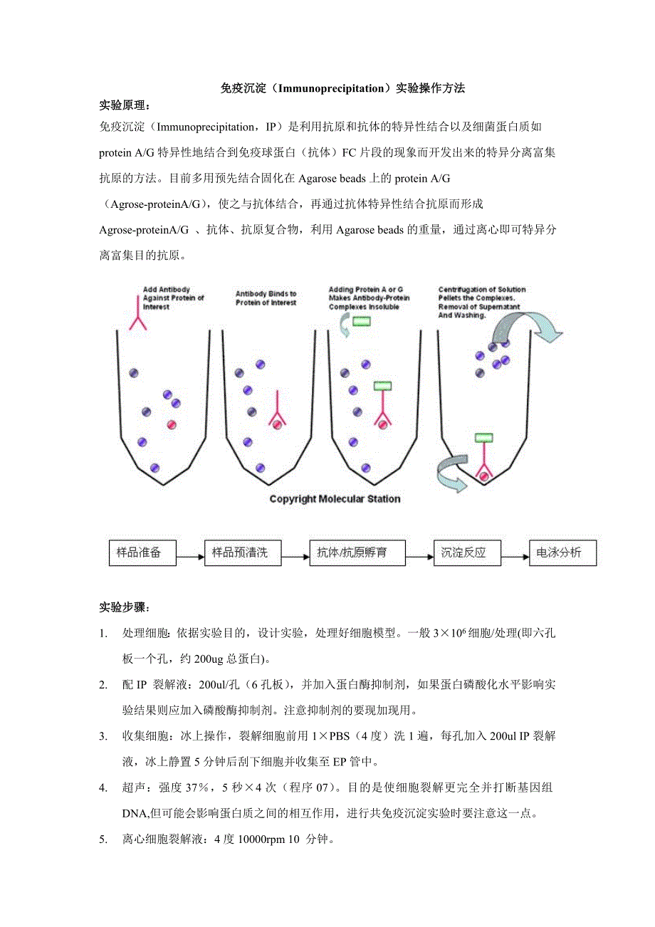 免疫沉淀(Immunoprecipitation)实验操作方法(精品)_第1页