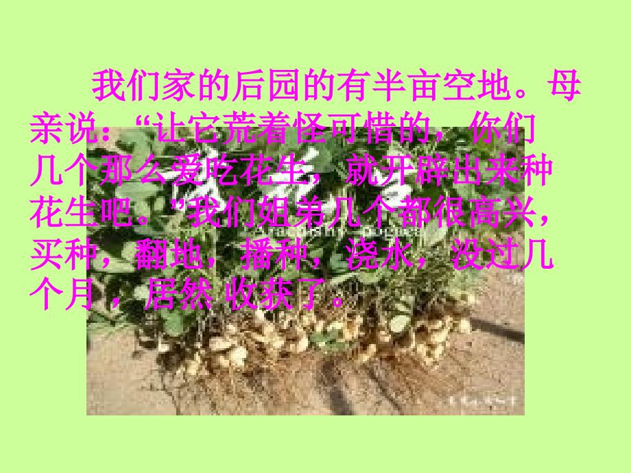 《落花生》课件(新人教版小学语文五年级上册课件)落花生_第2页