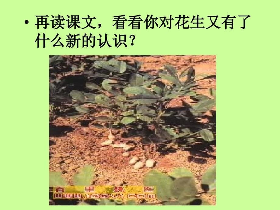 《落花生》课件(新人教版小学语文五年级上册课件)落花生_第5页