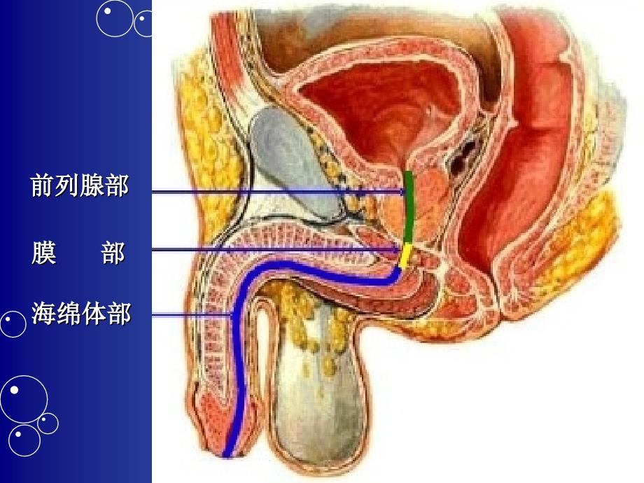 留置导尿的并发症及护理措施1_第4页