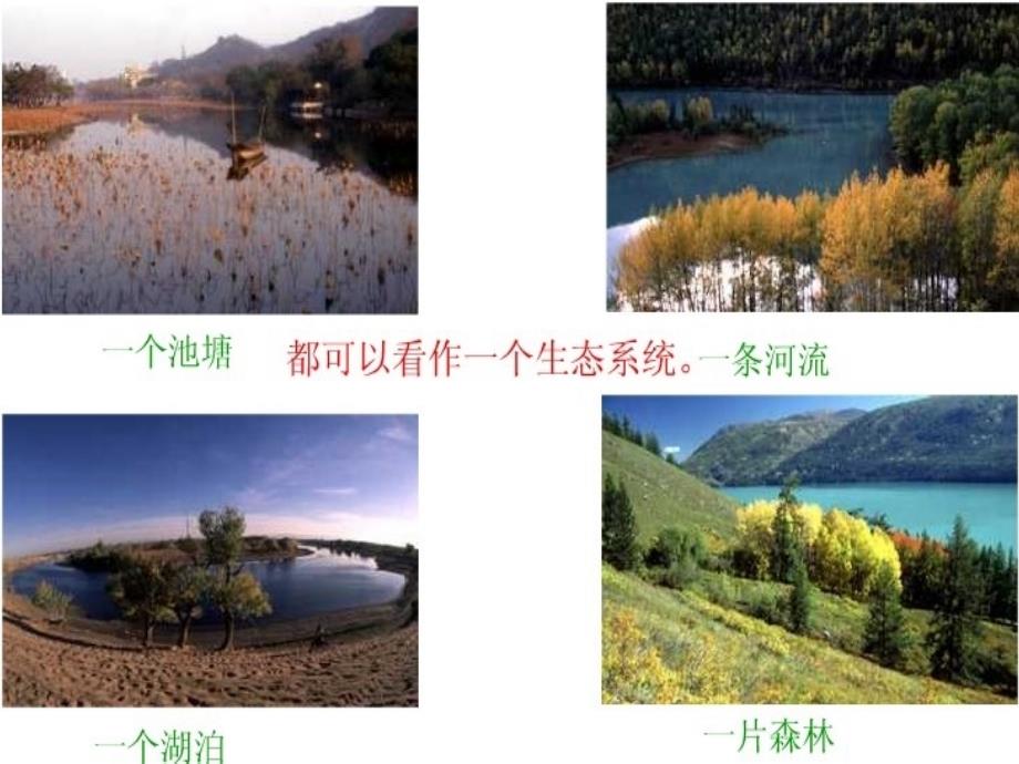 生物与环境组成生态系统_第4页