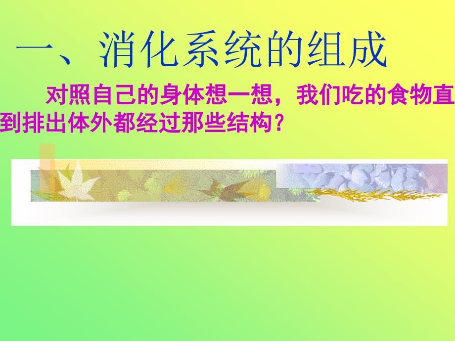 初一下册生物第二章第二节人体的消化与吸收复习资料课件_第2页