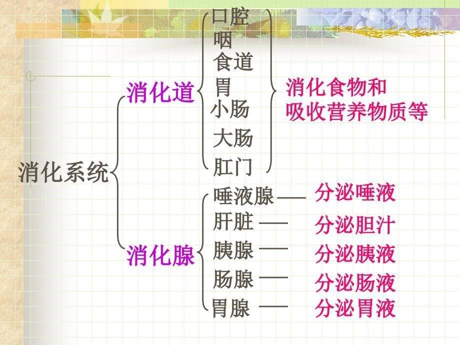 初一下册生物第二章第二节人体的消化与吸收复习资料课件_第5页