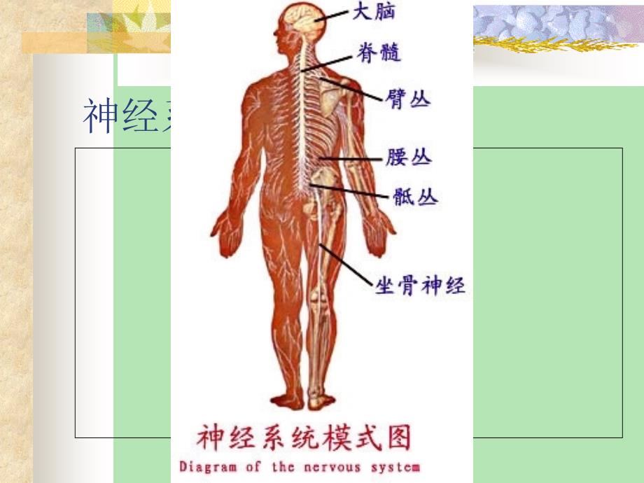 神经系统解剖学_第2页