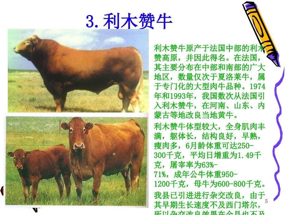 肉牛养殖技术.ppt_第5页