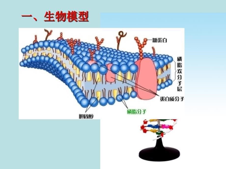 人教版高中生物必修3第4章第2节　种群数量的变化_第5页