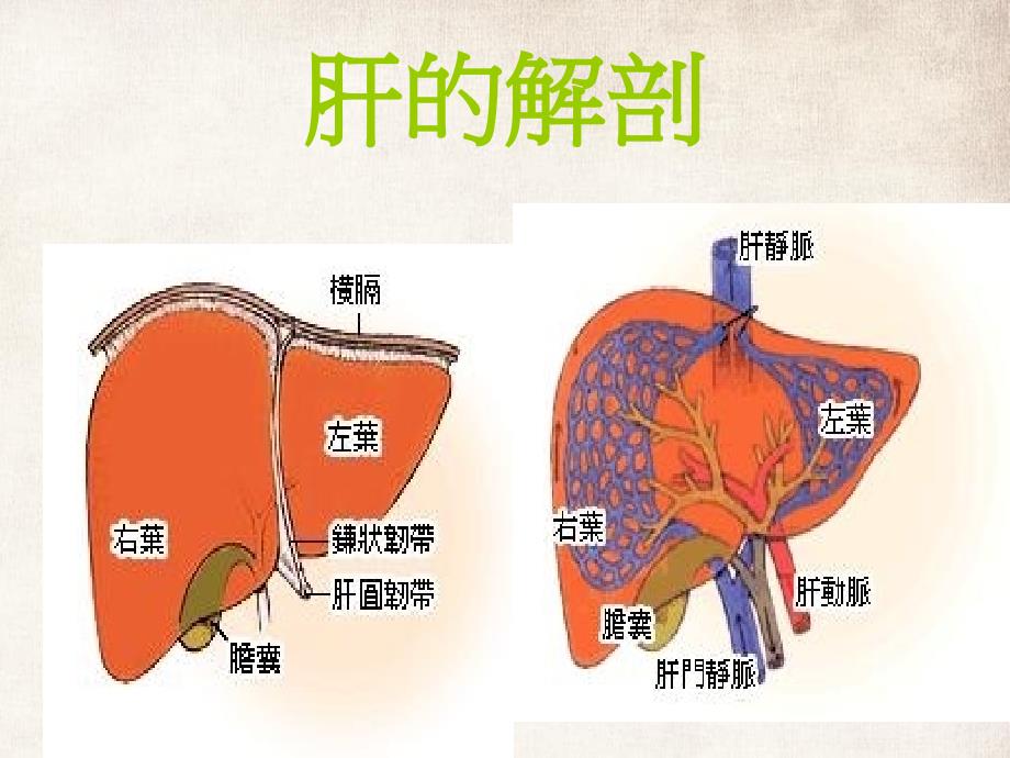 從臨床病毒學的角度看B型肝炎病毒_第4页