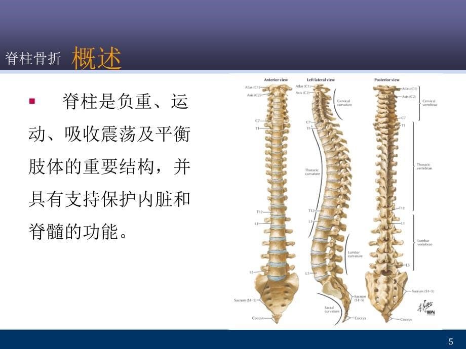 脊柱骨折 ppt课件_第5页