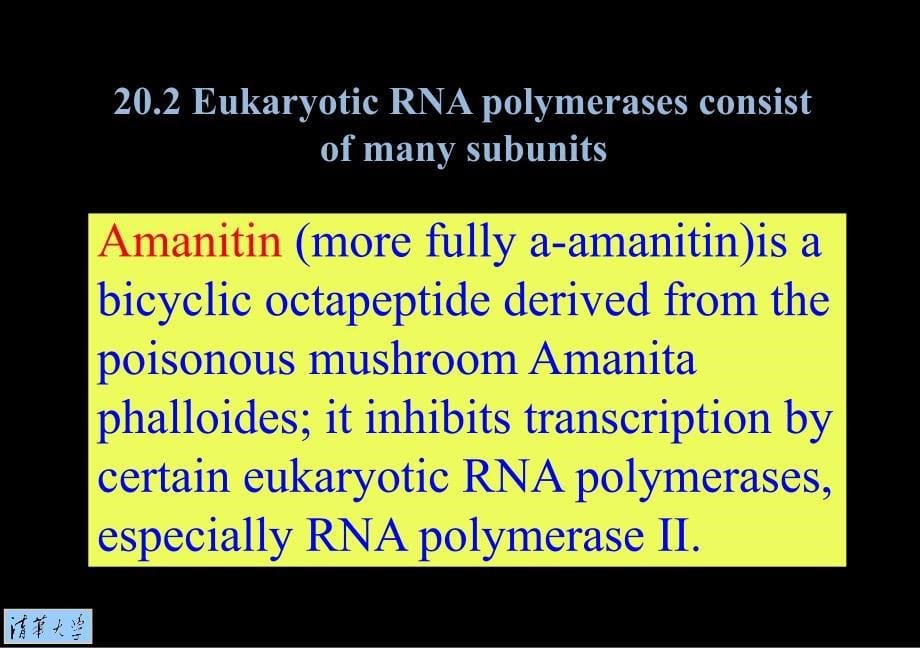 《转录的初始化》PPT课件.ppt_第5页