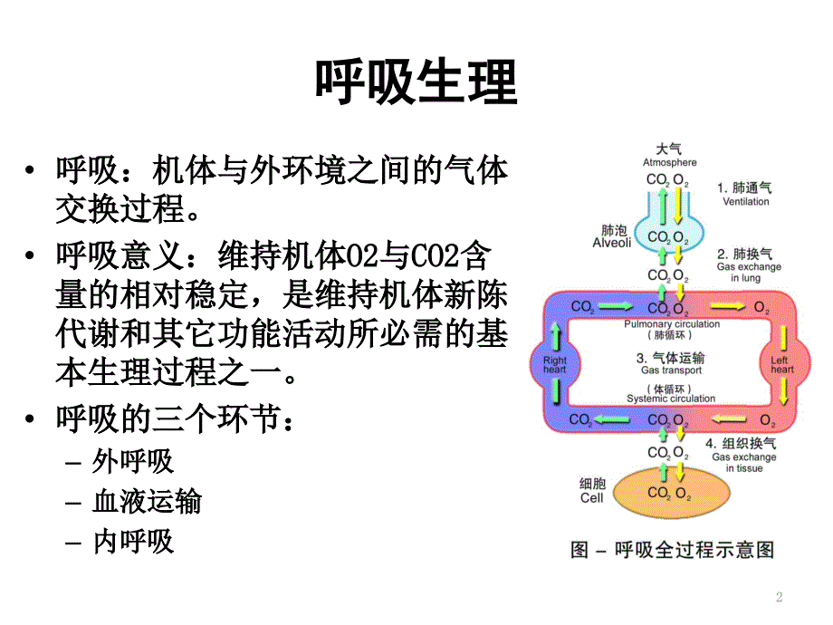 呼吸系统的解剖生理及肺部听诊ppt课件_第2页