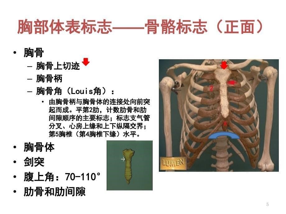 呼吸系统的解剖生理及肺部听诊ppt课件_第5页