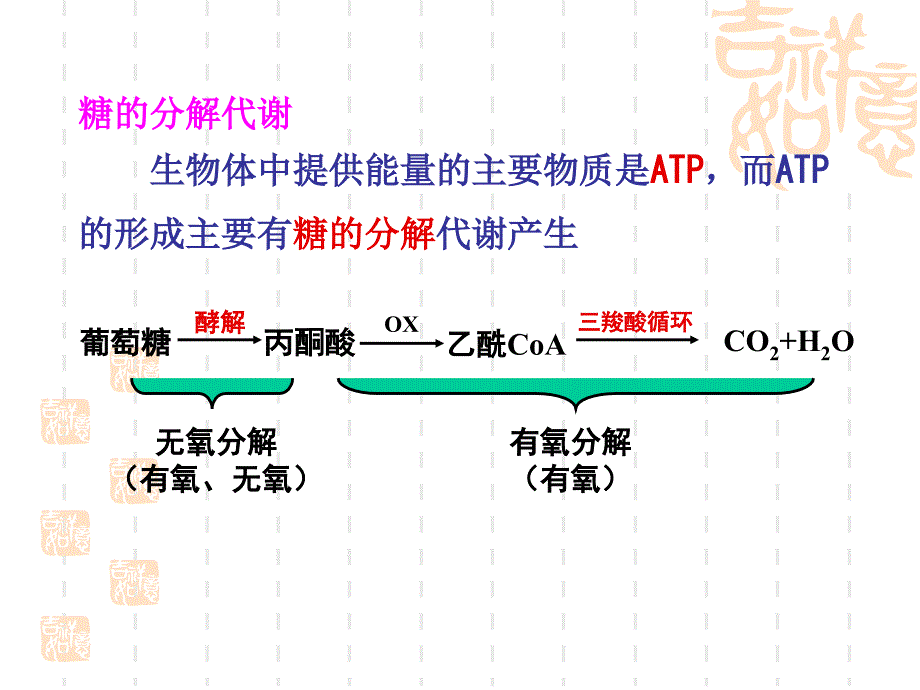 生物化学糖酵解课件PPT_第2页