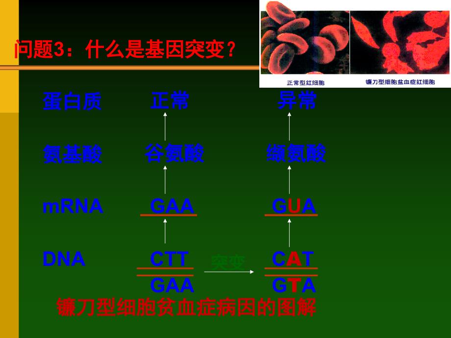 基因突变和基因重组、染色体变异一轮复习课件-(自己整理)_第4页