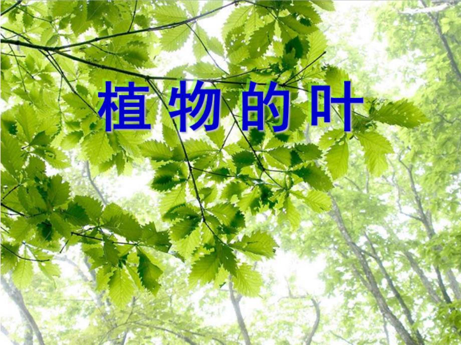 科学上册植物的叶2015修订版.ppt_第1页