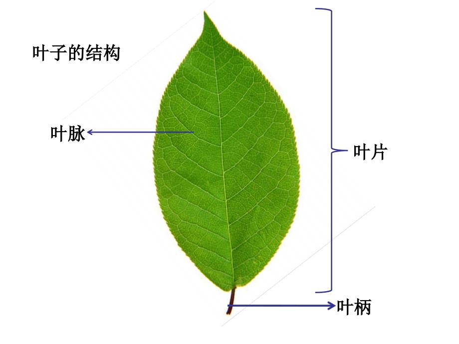 科学上册植物的叶2015修订版.ppt_第4页