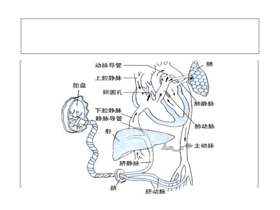 胎儿血液循环_第2页