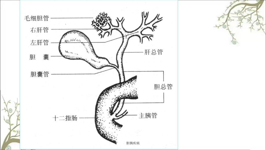 胆胰疾病课件_第4页