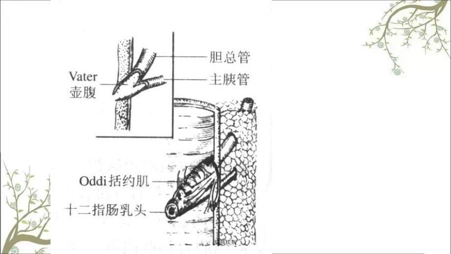 胆胰疾病课件_第5页