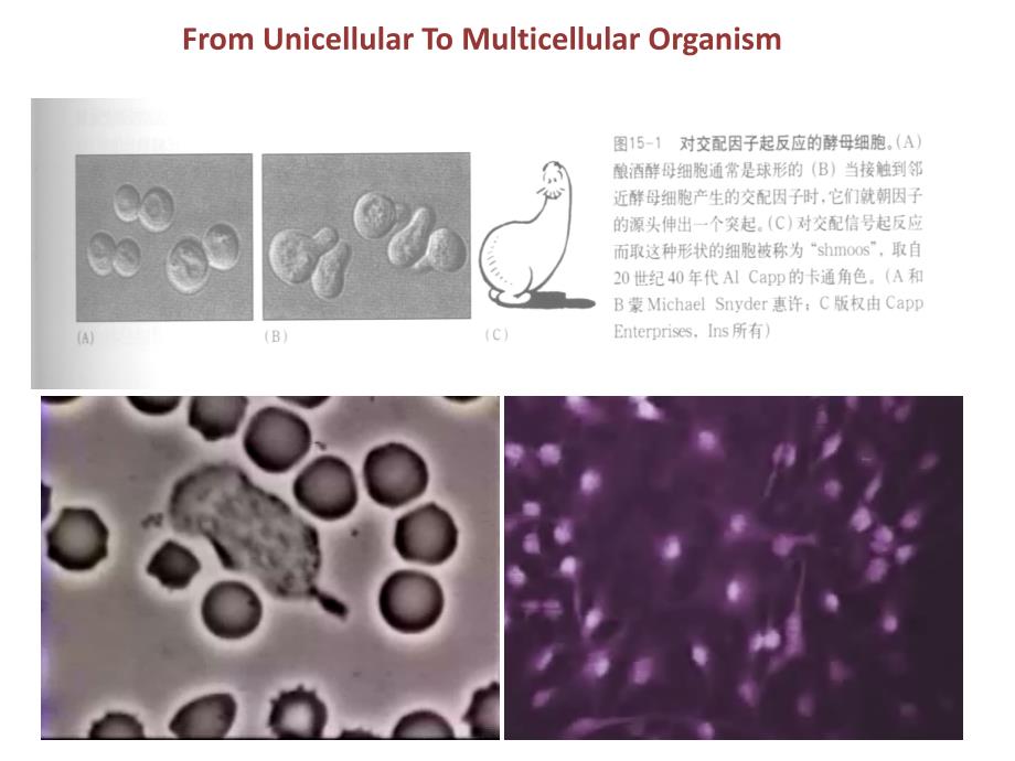 细胞生物学技术：细胞信号转导研究技术_第2页