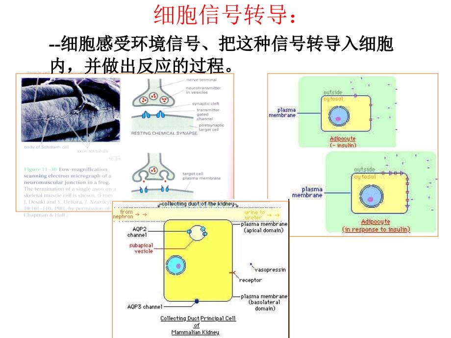 细胞生物学技术：细胞信号转导研究技术_第3页