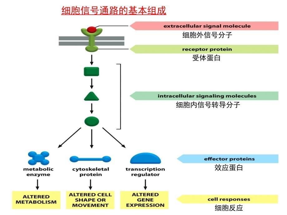 细胞生物学技术：细胞信号转导研究技术_第5页