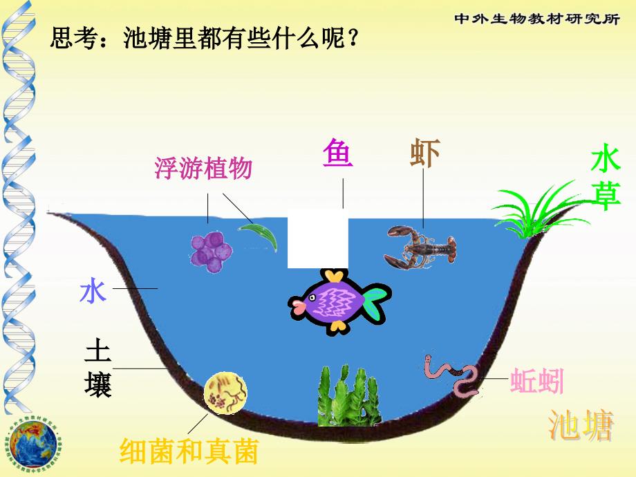 生态系统的组成_第3页