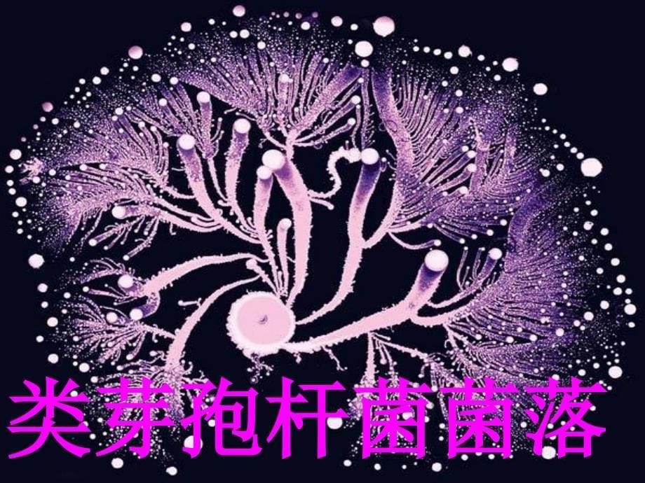 第四章细菌和真菌_第5页