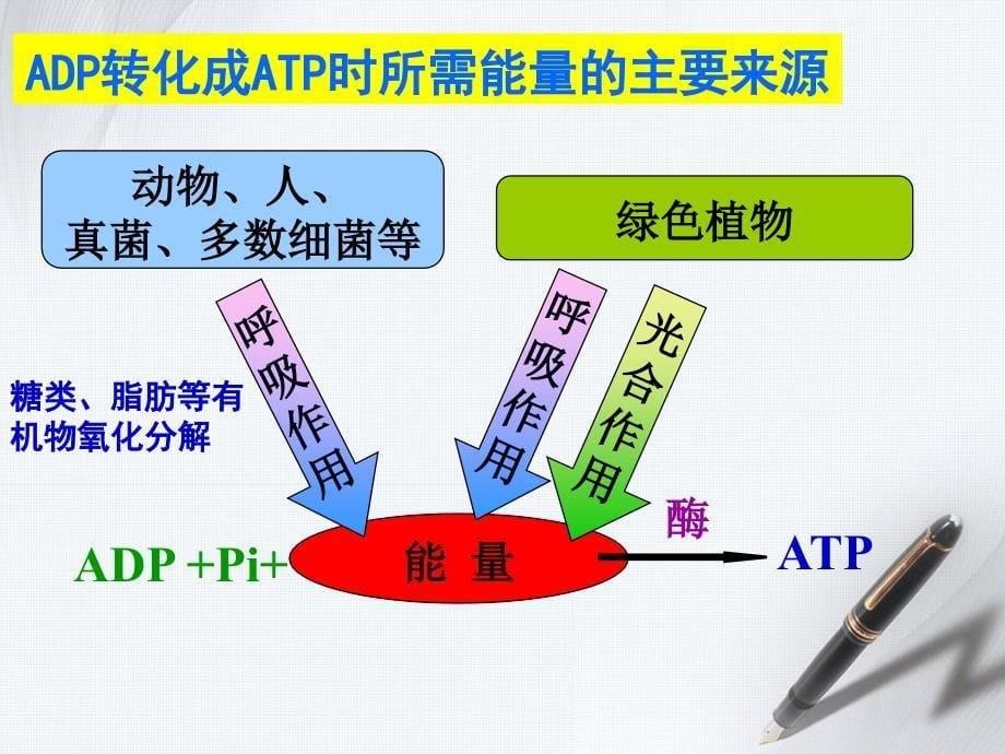 1154能量之源光与光合作用一捕获光能的色素和结构_第5页