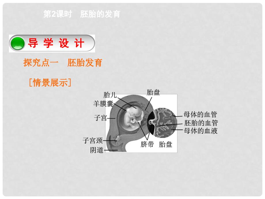 七年级科学下册 1.1 新生命的诞生（第2课时）课件 浙教版_第2页