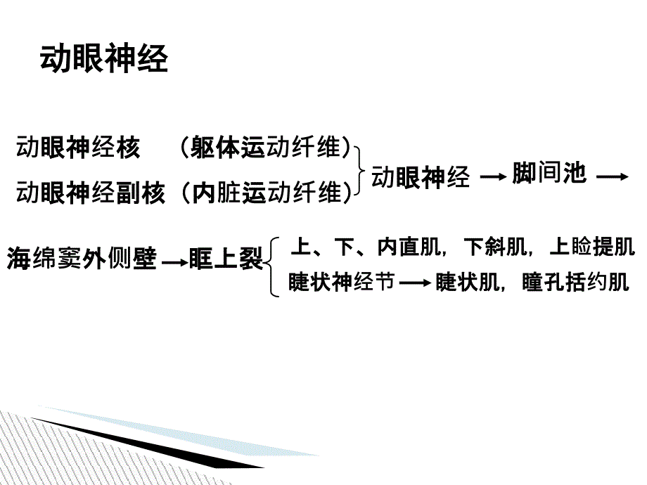 动眼神经解剖PPT课件_第4页