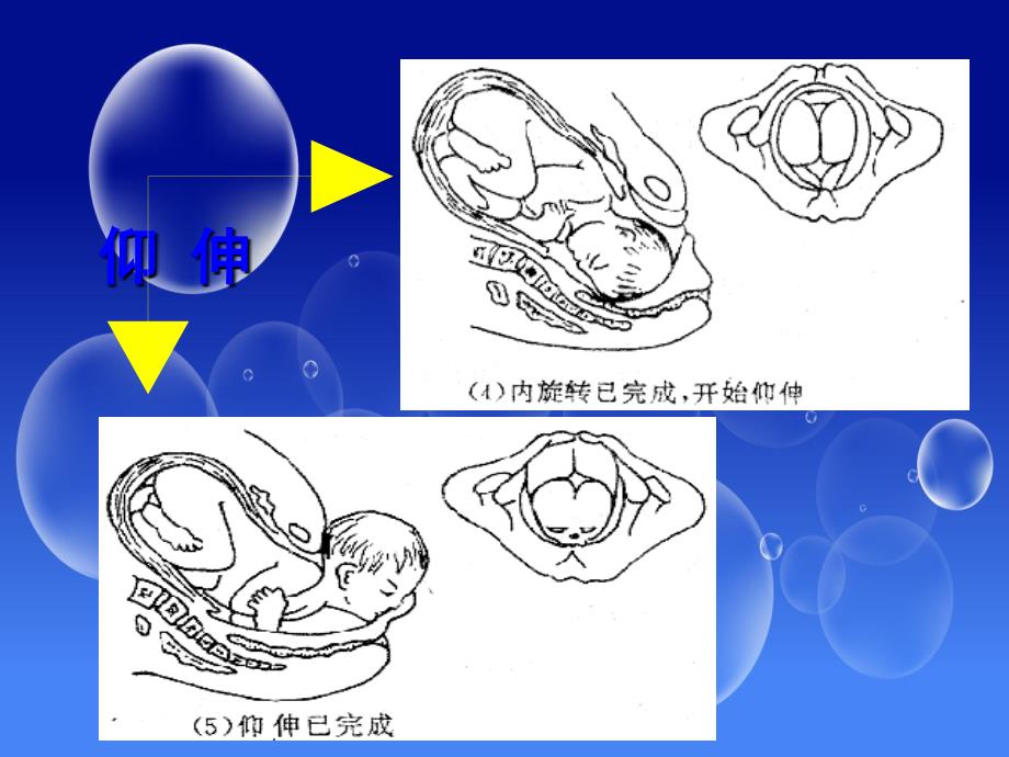 29子宫平滑肌收缩药与舒张药.ppt_第4页