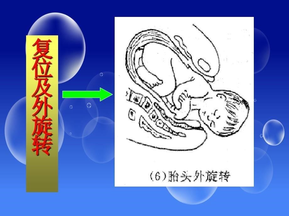 29子宫平滑肌收缩药与舒张药.ppt_第5页