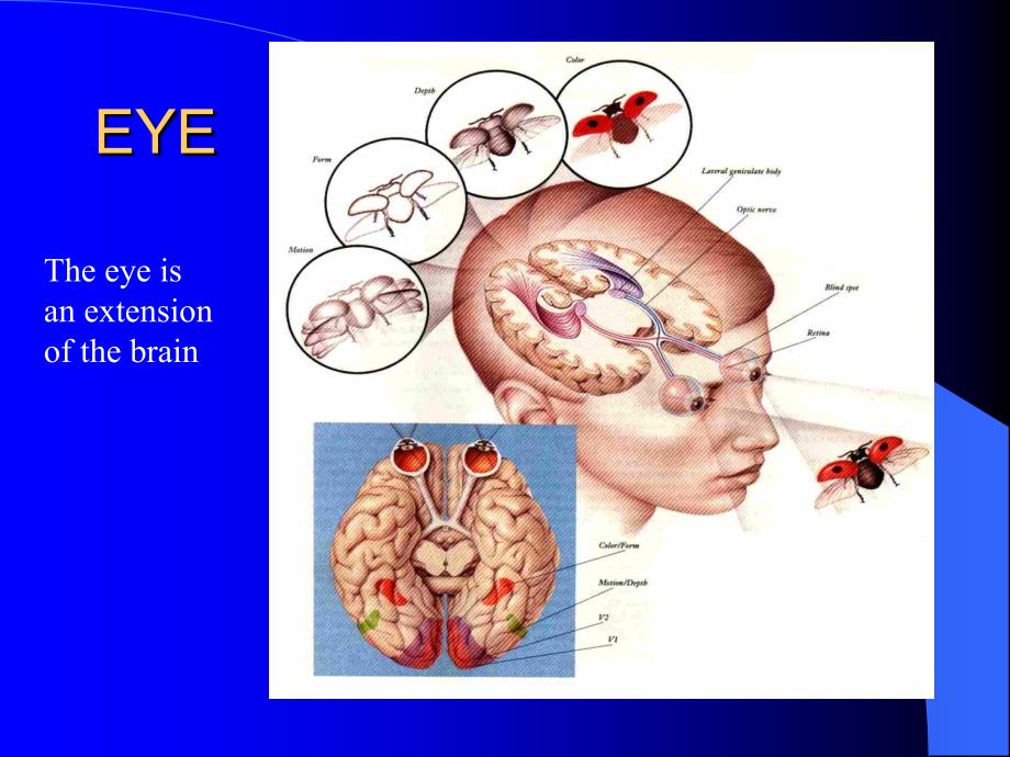 学英语眼睛TheEye课件.ppt_第1页