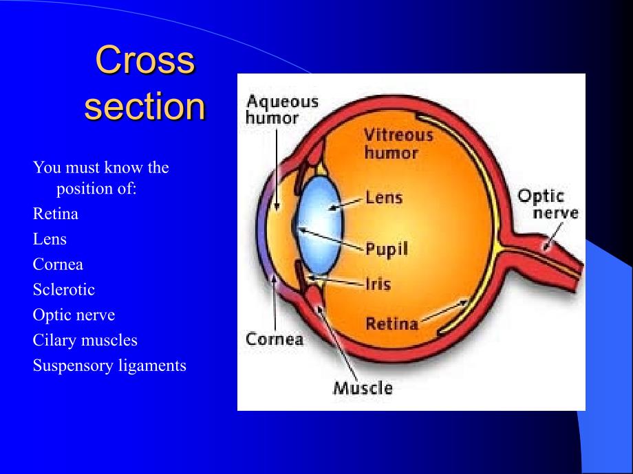 学英语眼睛TheEye课件.ppt_第3页