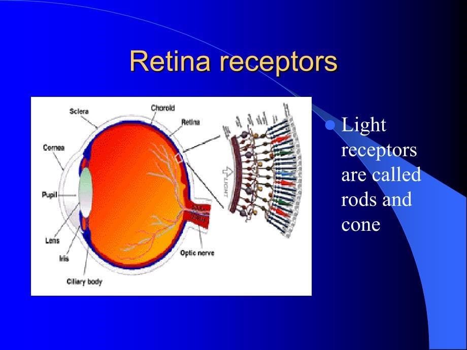 学英语眼睛TheEye课件.ppt_第5页