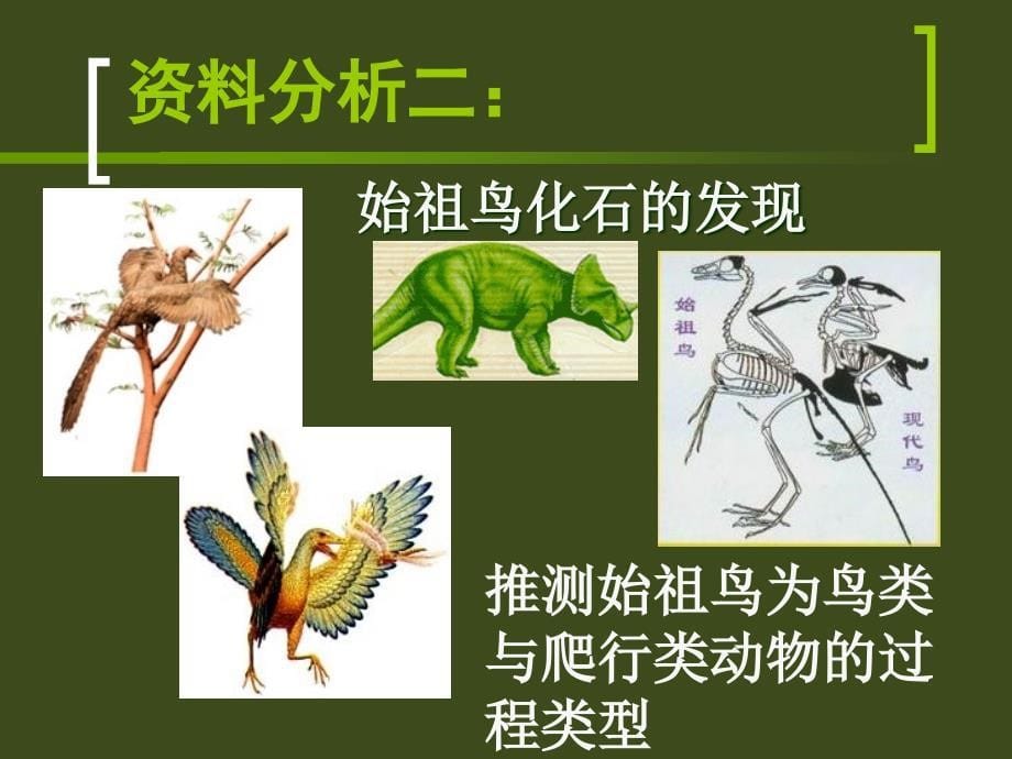 第二节生物进化的历程名师编辑PPT课件_第5页