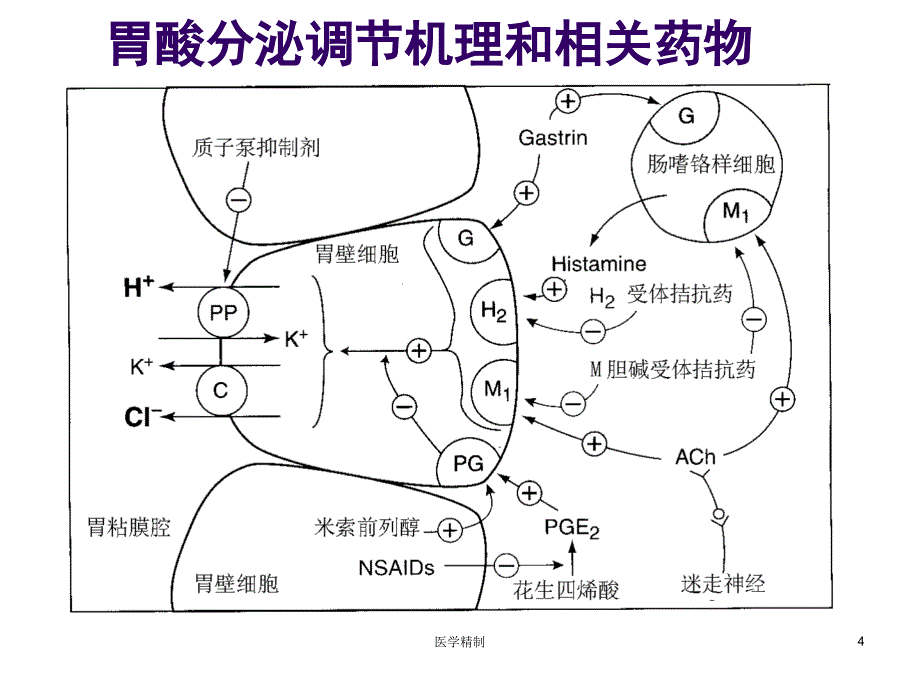 药理学-作用于消化系统药物[内容充实]_第4页