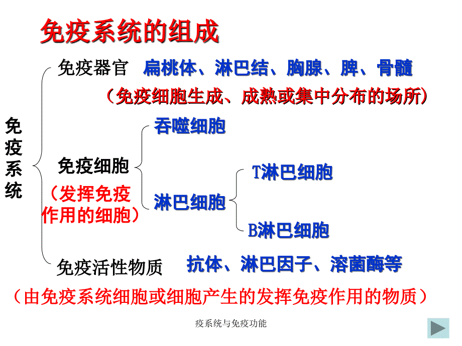 疫系统与免疫功能课件_第2页