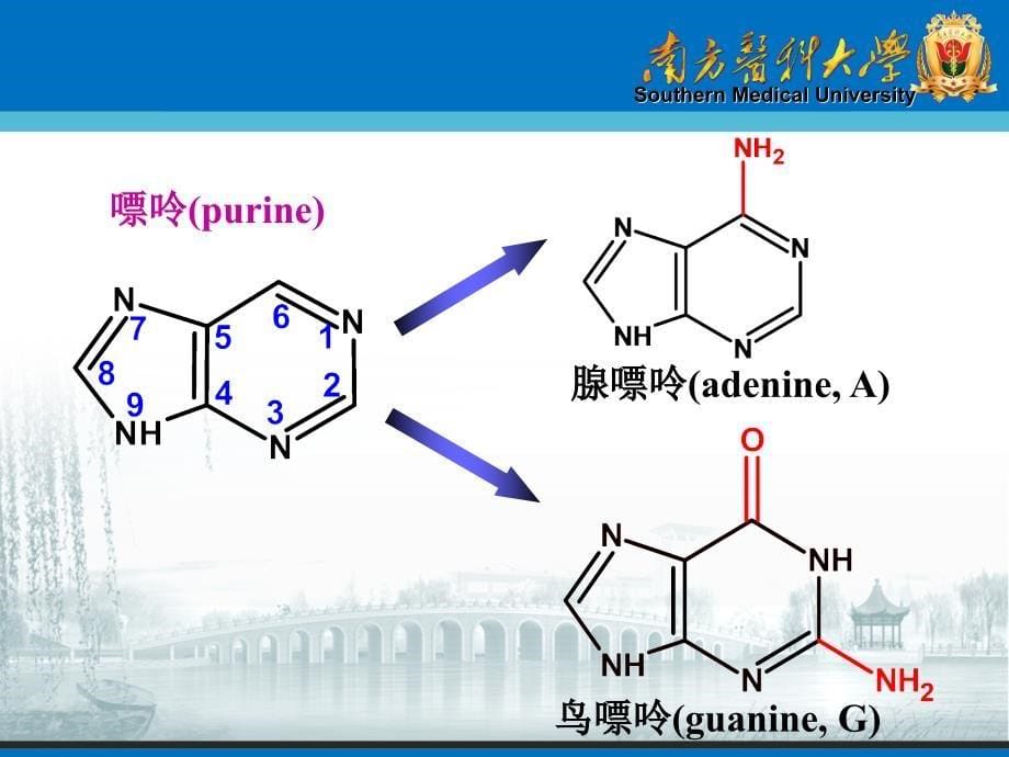 生物化学课件：核苷酸（一）_第5页