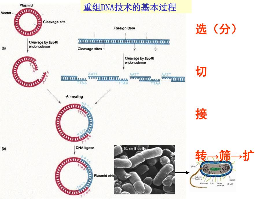 实验一碱变性法抽提质粒DNA_第4页