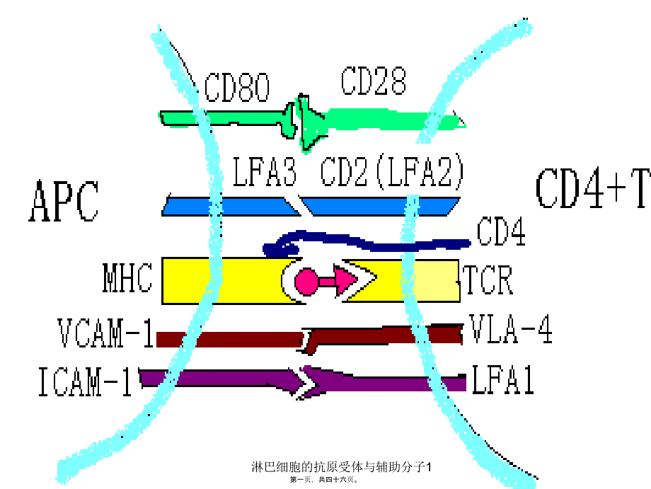 淋巴细胞的抗原受体与辅助分子1课件_第1页