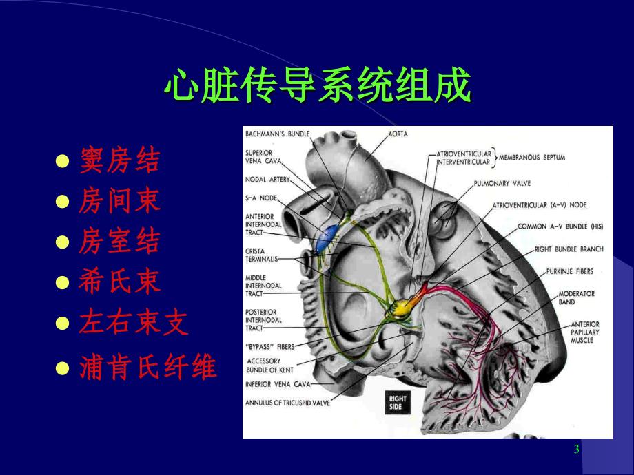 临床抗心律失常药物ppt课件_第3页