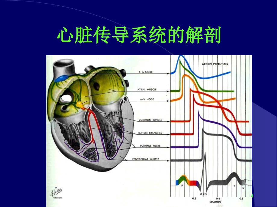 临床抗心律失常药物ppt课件_第4页