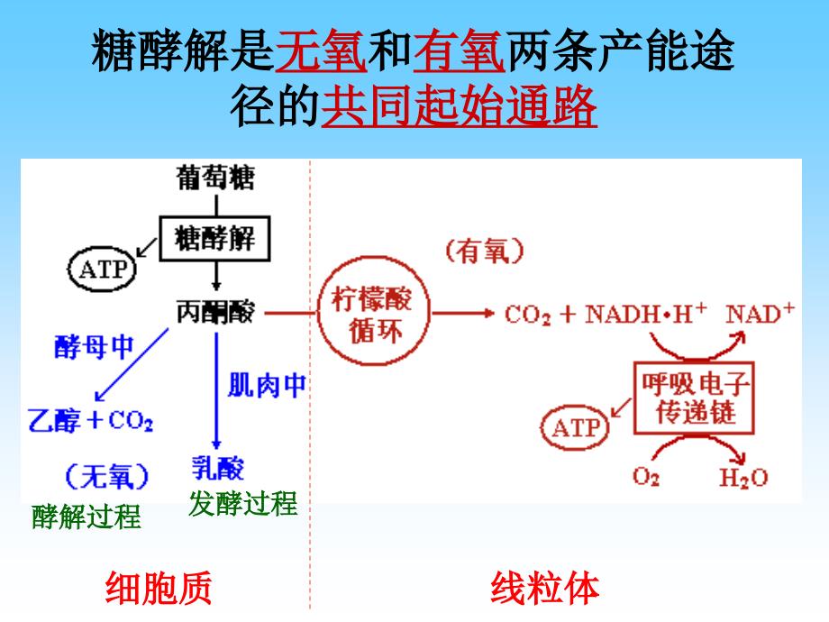 第23章柠檬酸循环_第2页