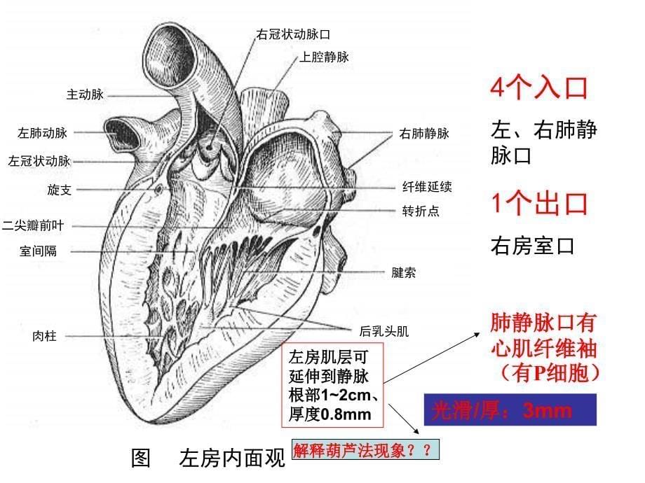 心中有数介入治疗的应用解剖_第5页